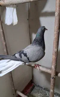 کبوتر خرقه و پرشی