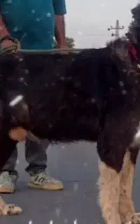 سگ نر معاوظه با میش