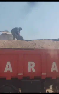 خرید فروش کودمرغ سالنی مرغوب