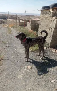 توله فروشی