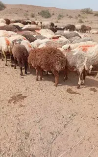 بره نر چاق