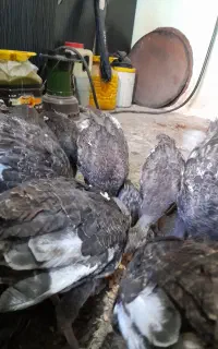 جوجه وبوقلمون محلی  به فروش میرسد
