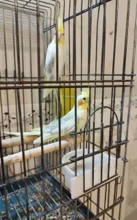 عروس هلندی مولد