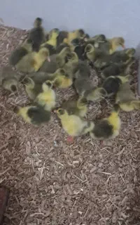 جوجه‌غاز‌یک‌هفته‌ای‌سالم‌سرحال