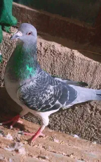 کبوتر