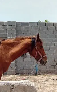 اسب