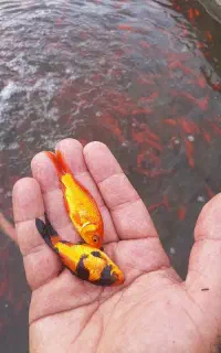 ماهی قرمز طعمه اردک ماهی