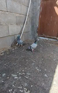 مجسمه کبوتر