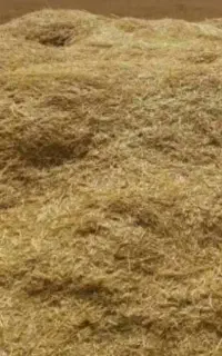 کاه گندم