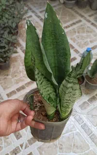 گل های خونگی