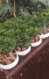 بنسای میخک و جنسینگ