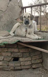 سگ نگهبان