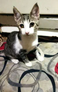 واگذاری بچه گربه