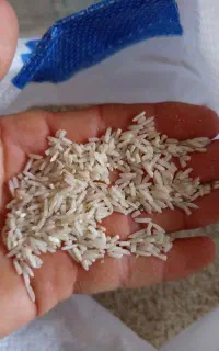 برنج ندا