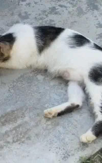 واگذاری گربه مادر با سه بچه سه ماهه بازیگوش رایگان