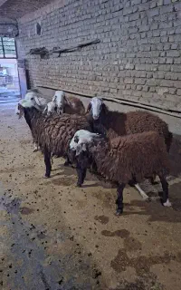 بره نر افشار