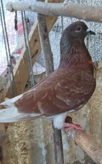کفتر تیر ماهی