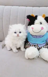 مجموعه گربه ایران کتز