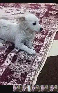 سگ اسپید زبازیگوش حرف گوش کن