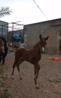 اسب دره شور اصیل. با کره