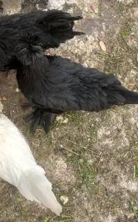 مرغ سلطان