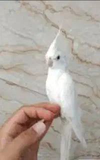 عروس هلندی....گم شده