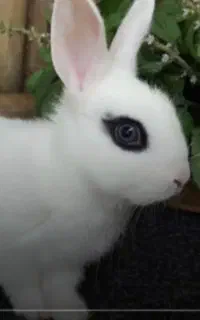 خرگوش