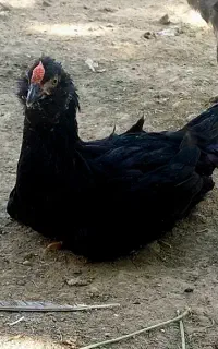 تعدادی مرغ وخروس گلین فول