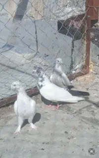 کبوتر