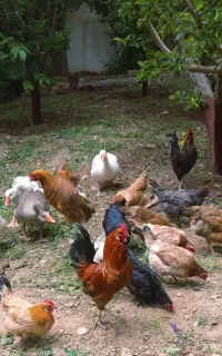 ۸ تا مرغ و یک خروس رسمی