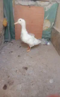 اردک بزرگ