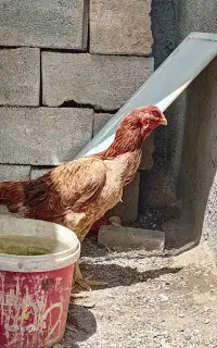 مرغ لاری
