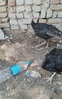 بوقلمون ۳ ماهه