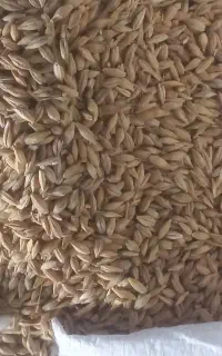 جوتمیز