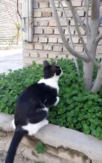 واگذاری گربه یک ساله رایگان