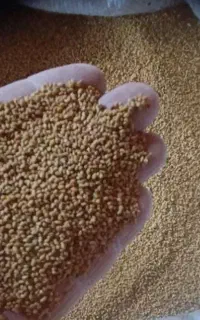 بذر یونجه (قره یونجا)۱۱۰۰
