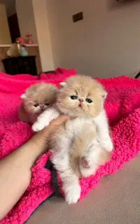 مجموعه بچه گربه های نژاد دار