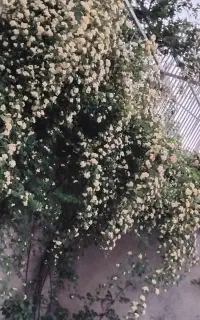 کارای تمیز کردن خونه پله ویلا خودتونو به ما بسپاری