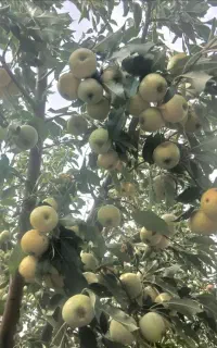 سیب پادرختی خریدارم