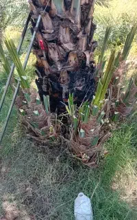 تهم کن به صورت اصولی.. فسیل کن