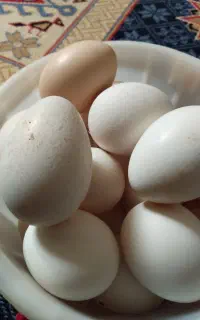 تخم بوقلمون نطفه دار برای تو دستگاه وزیر پای مرغ