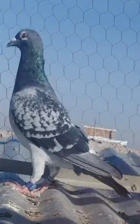 کبوتر مسافتی