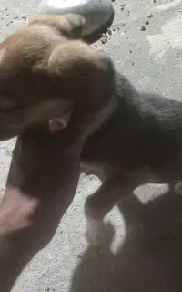 سک پاکوتاه