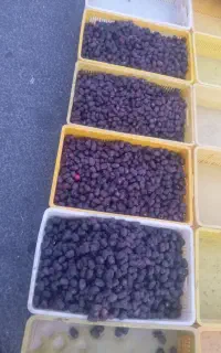 خرید و فروش خرما