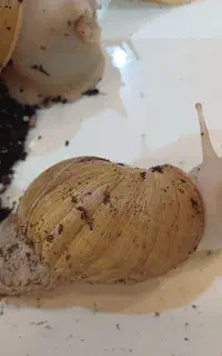 حلزون‌