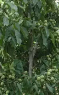 گردو تکان و رمزن