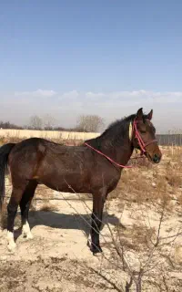 حیوانات مزرعه