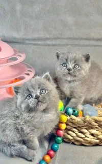 گربه های ناز و دوسداشتنی