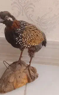 مجسمه پرنده