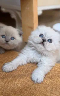 توله گربه